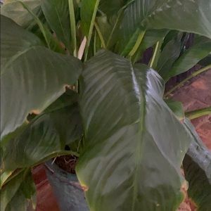 Meet your Posher, Scarlett